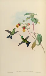 Eucephala chlorocephala